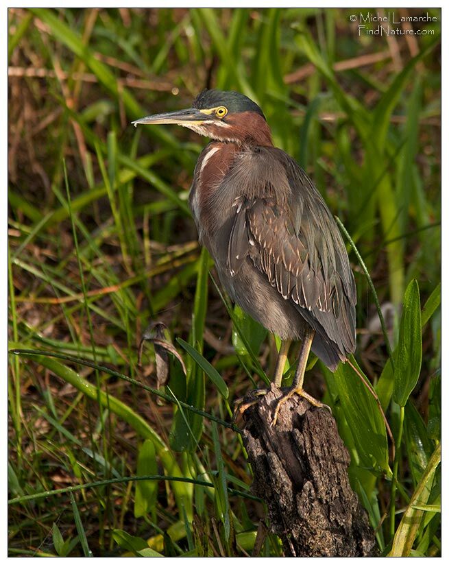 Green Heronadult