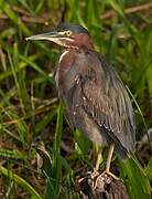 Green Heron