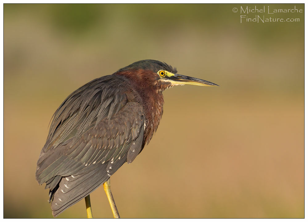 Green Heron