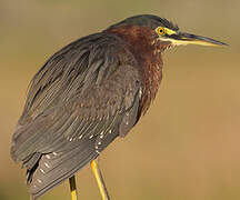 Green Heron