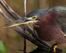 Green Heron