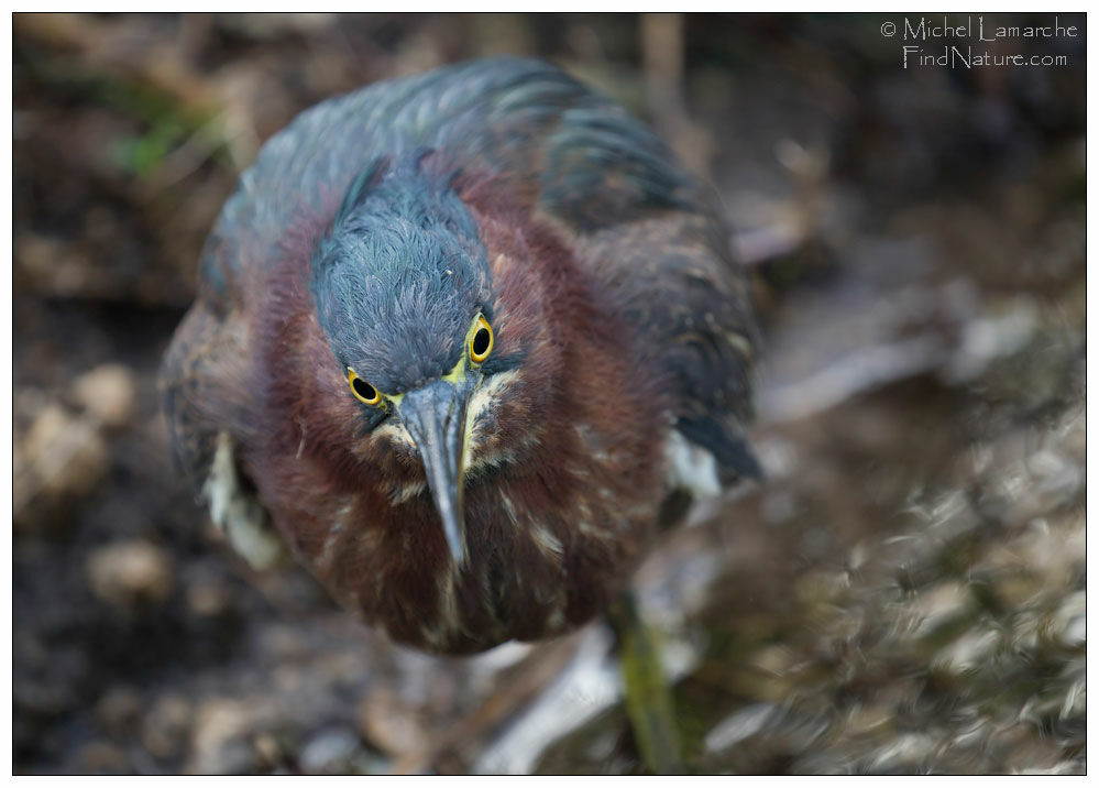 Green Heron