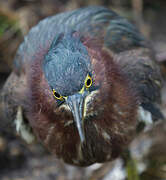 Green Heron