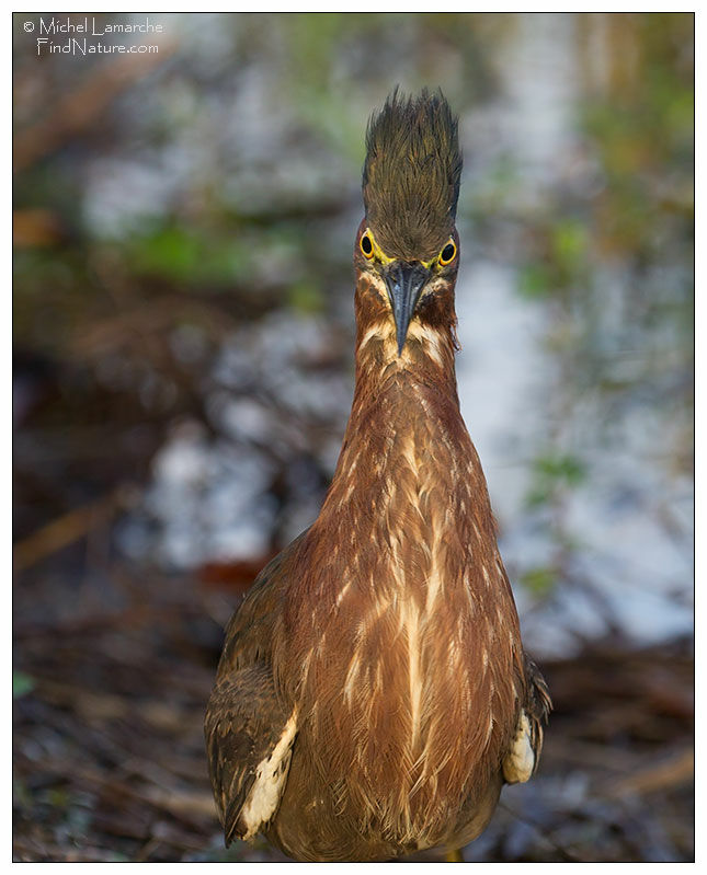 Green Heron