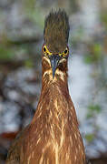 Green Heron