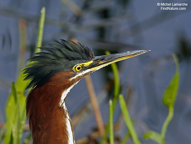 Green Heron