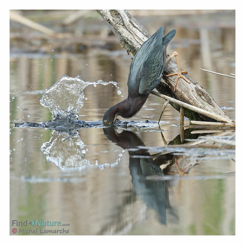 Green Heron, fishing/hunting