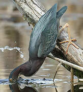 Green Heron