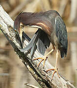 Green Heron