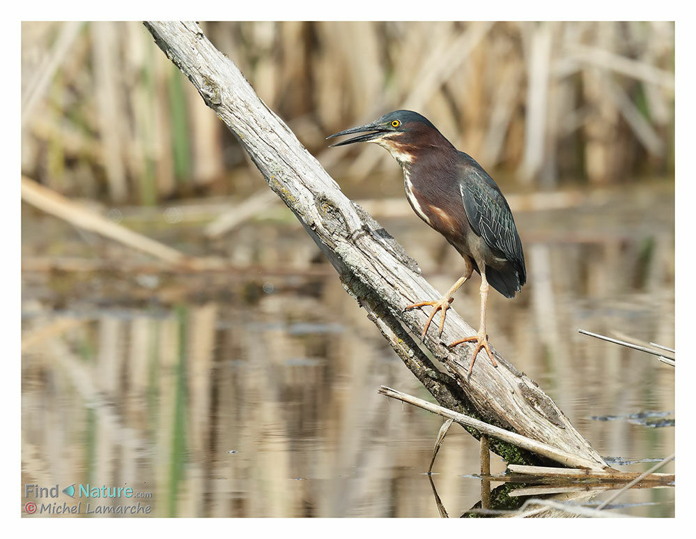 Green Heron