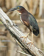 Green Heron