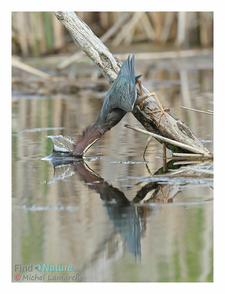 Green Heron, fishing/hunting