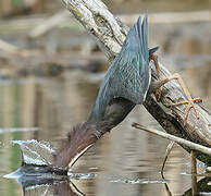 Green Heron