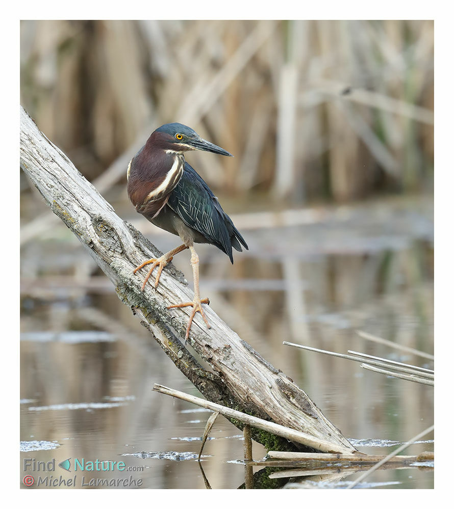 Green Heron