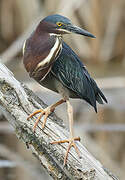 Green Heron