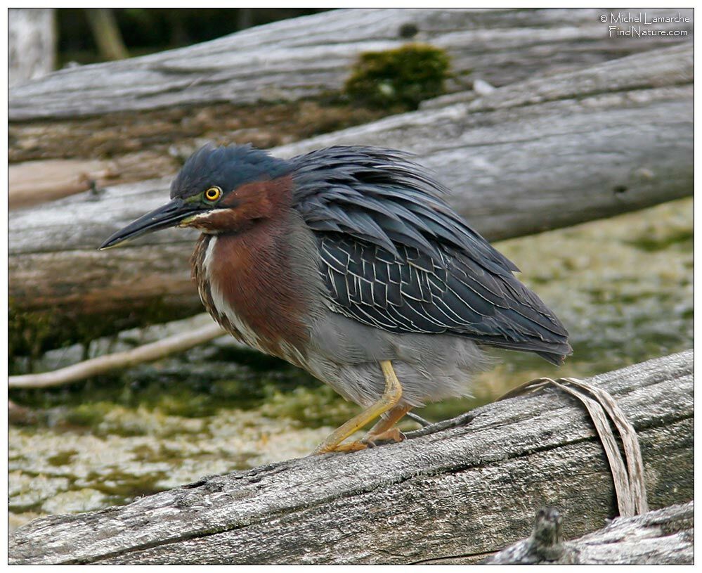 Green Heronadult