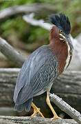 Green Heron