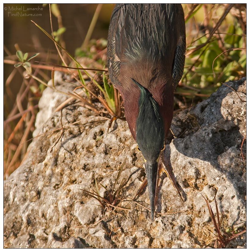 Green Heronadult