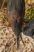 Green Heron