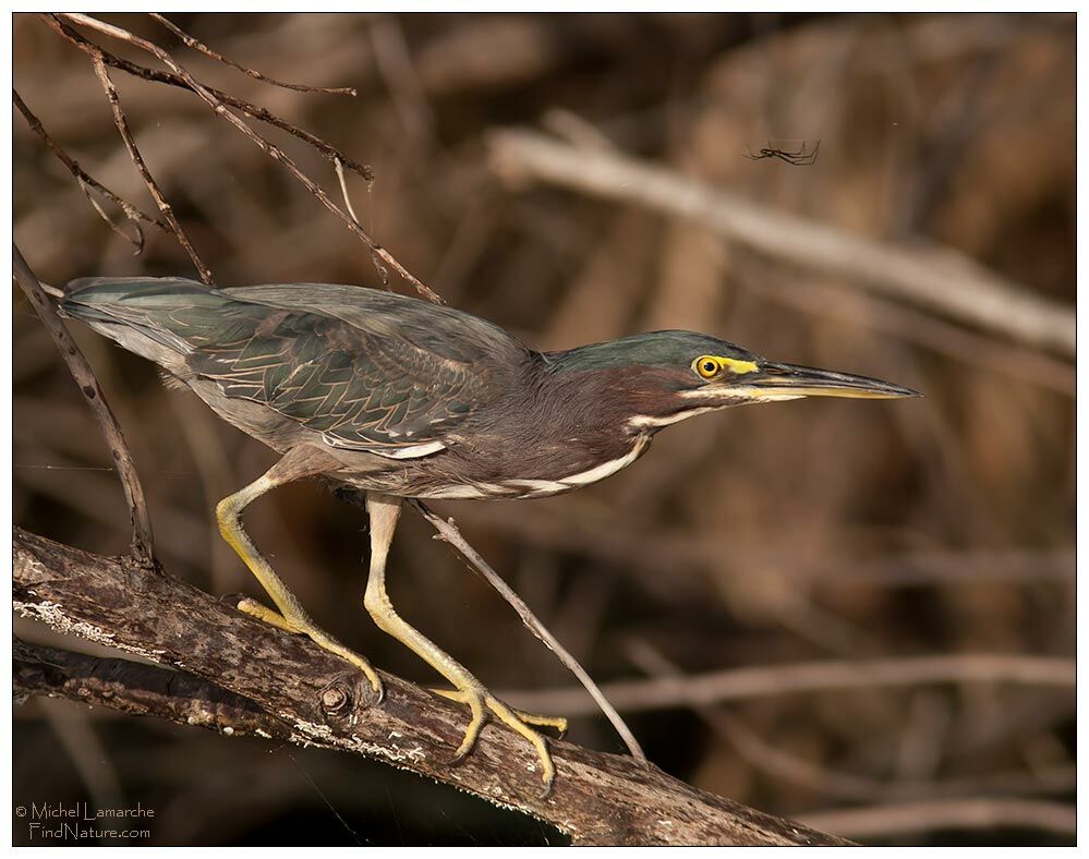 Green Heronadult