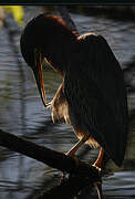 Green Heron