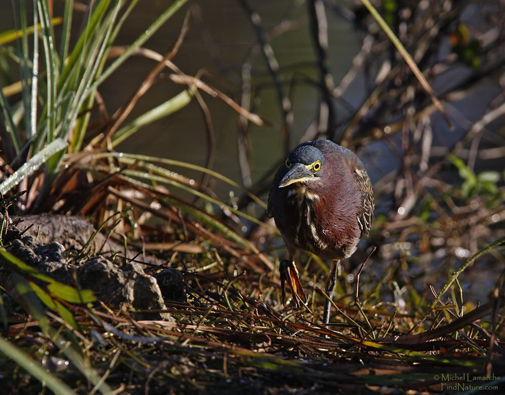 Green Heronadult