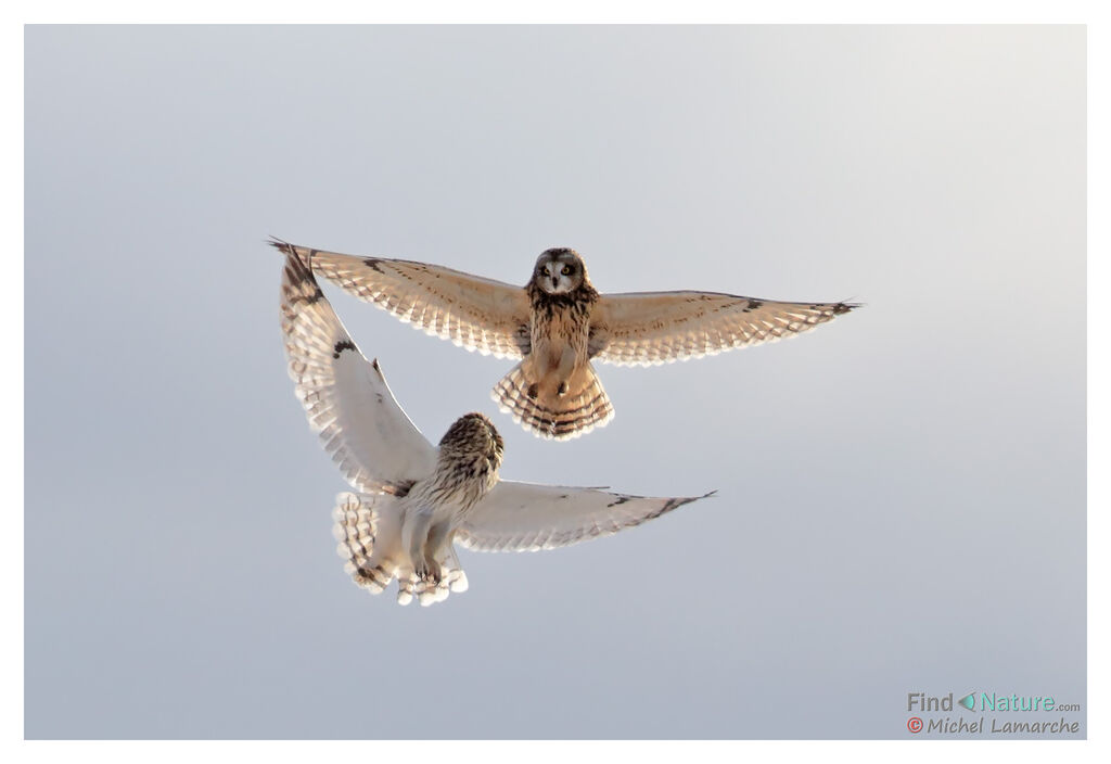 Short-eared Owladult, Flight