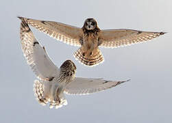 Short-eared Owl