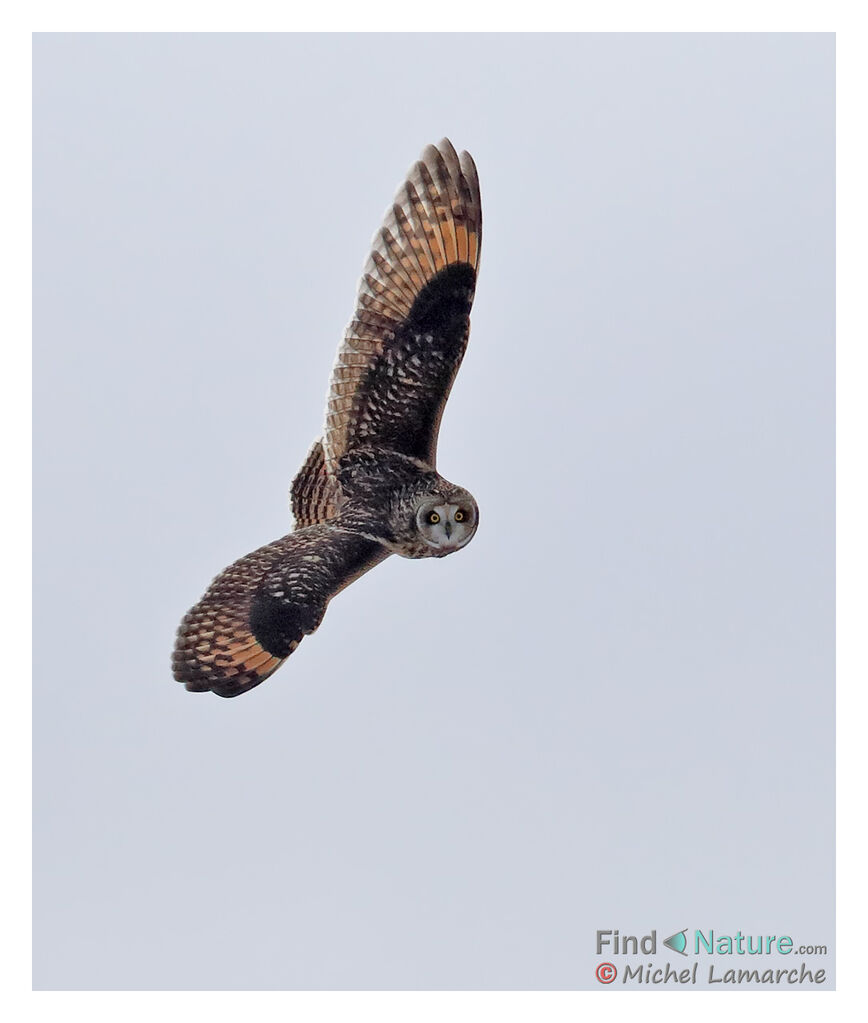 Short-eared Owl, Flight