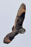 Short-eared Owl