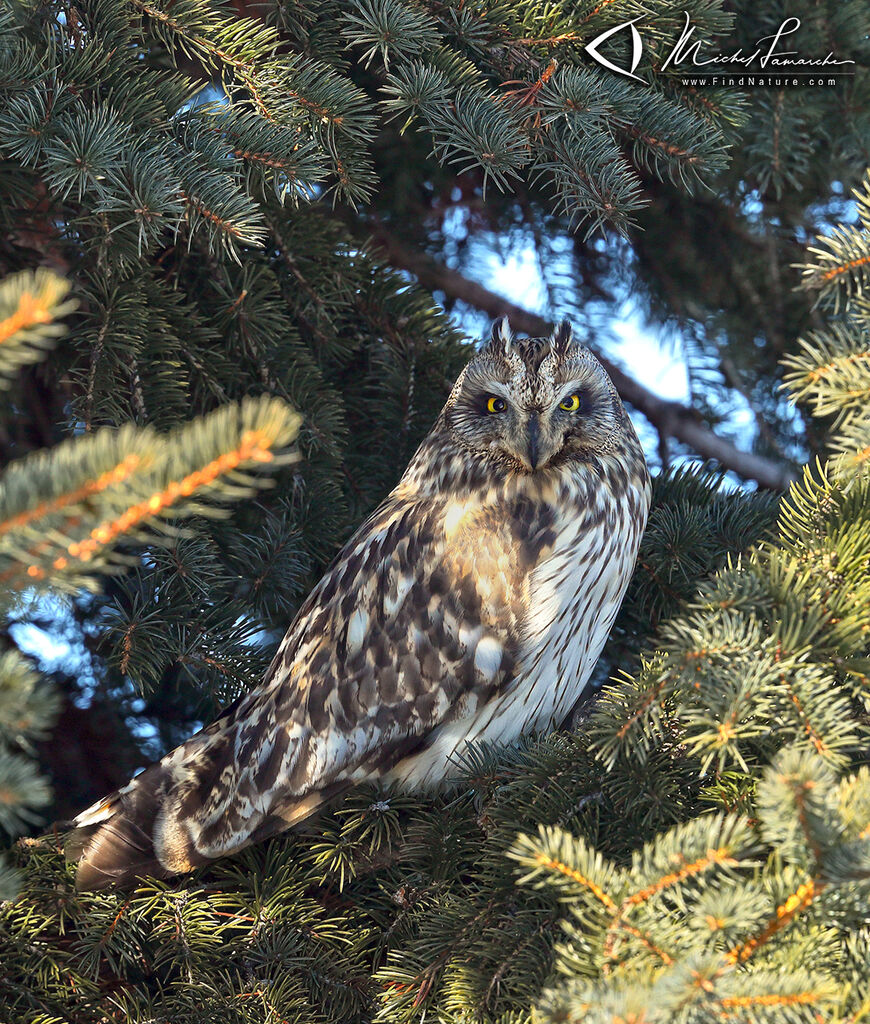 Short-eared Owl