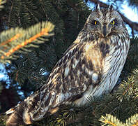 Short-eared Owl