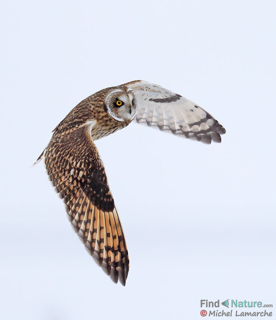 Short-eared Owl, Flight