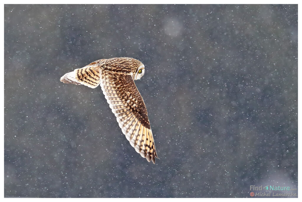 Short-eared Owl, Flight