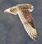 Hibou des marais