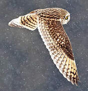 Short-eared Owl