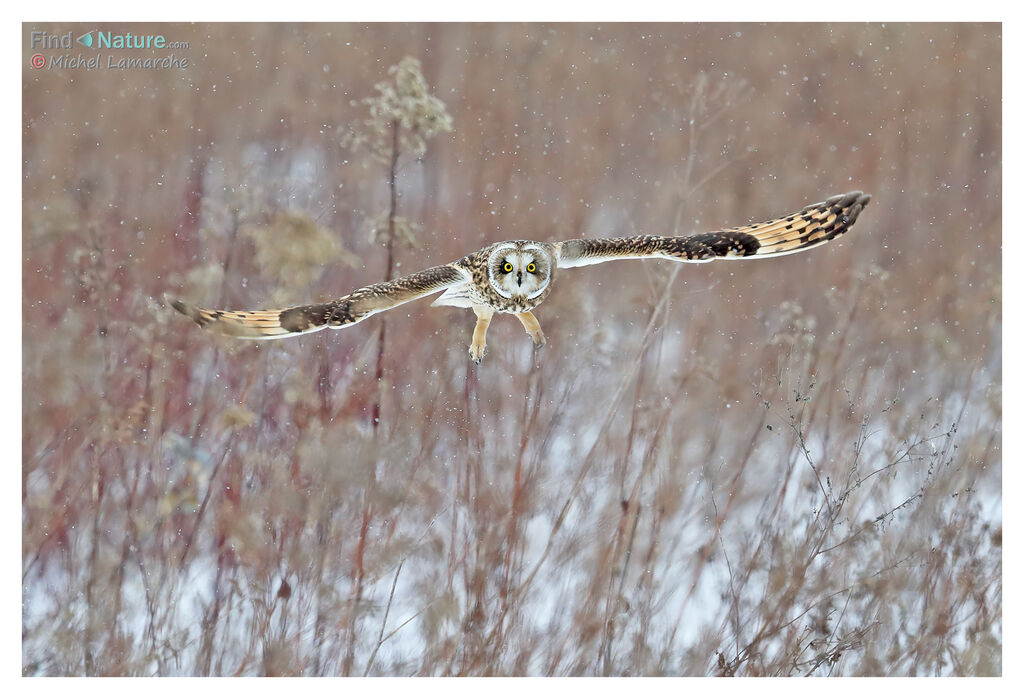 Hibou des marais, Vol