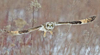 Hibou des marais