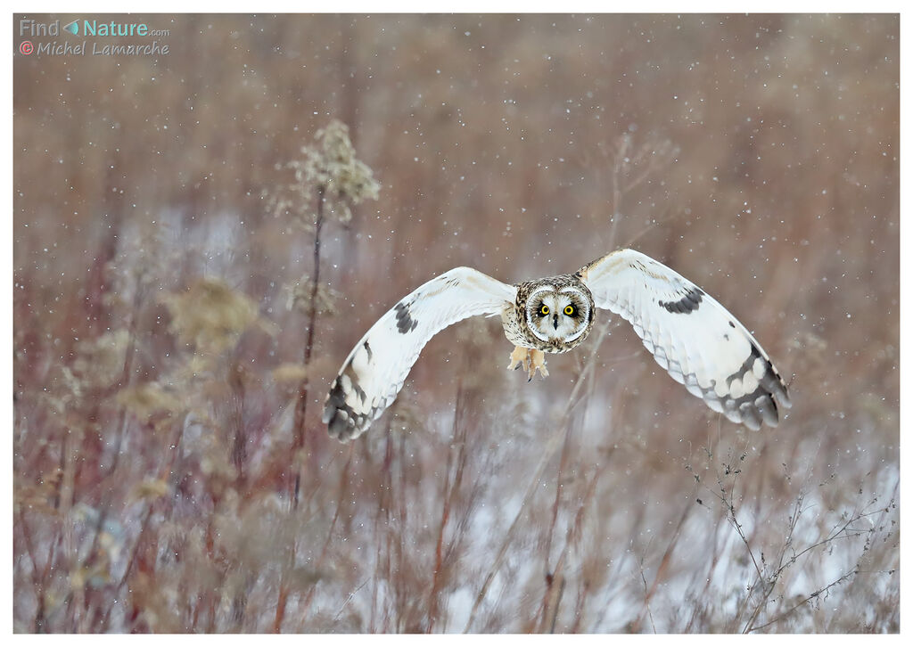 Hibou des marais, Vol