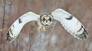 Short-eared Owl