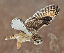 Short-eared Owl