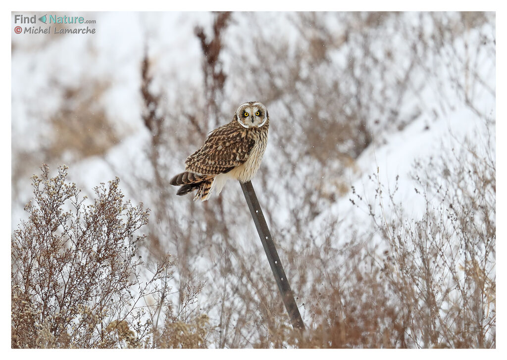 Hibou des marais