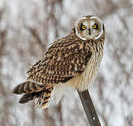 Short-eared Owl