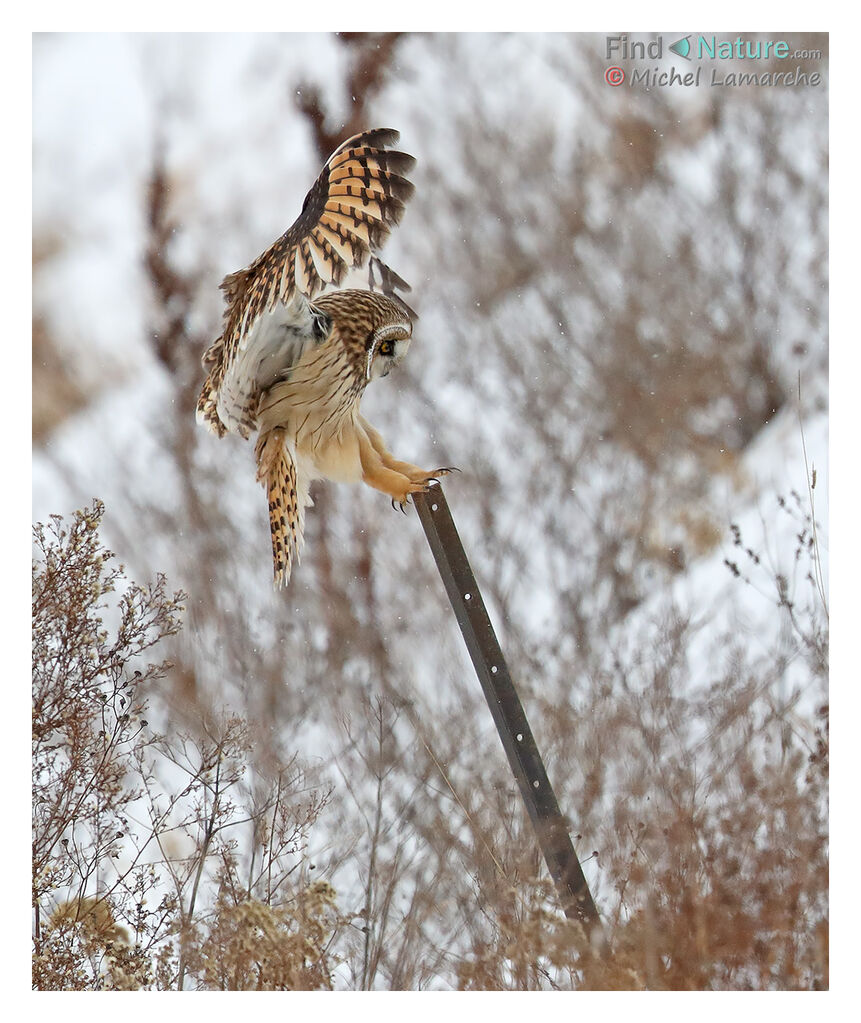 Hibou des marais, Vol