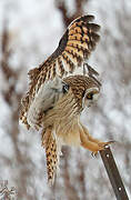 Short-eared Owl