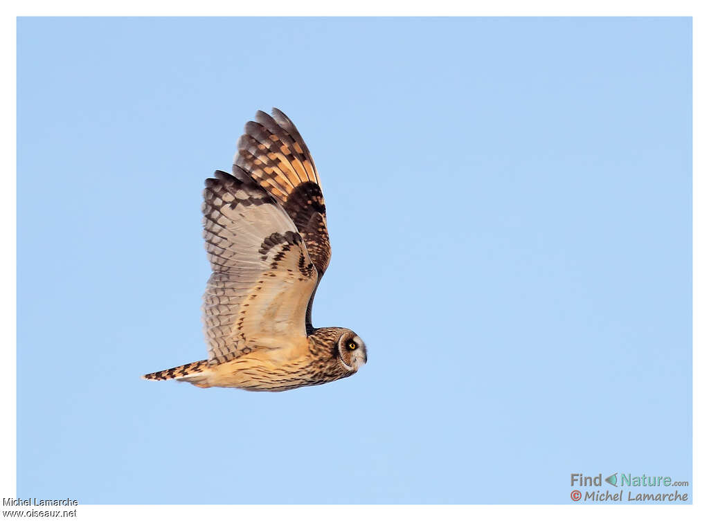 Short-eared Owl, Flight