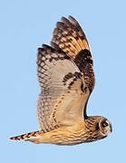 Short-eared Owl