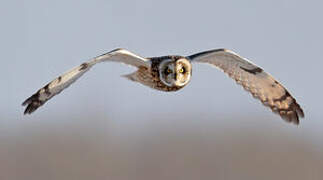 Short-eared Owl