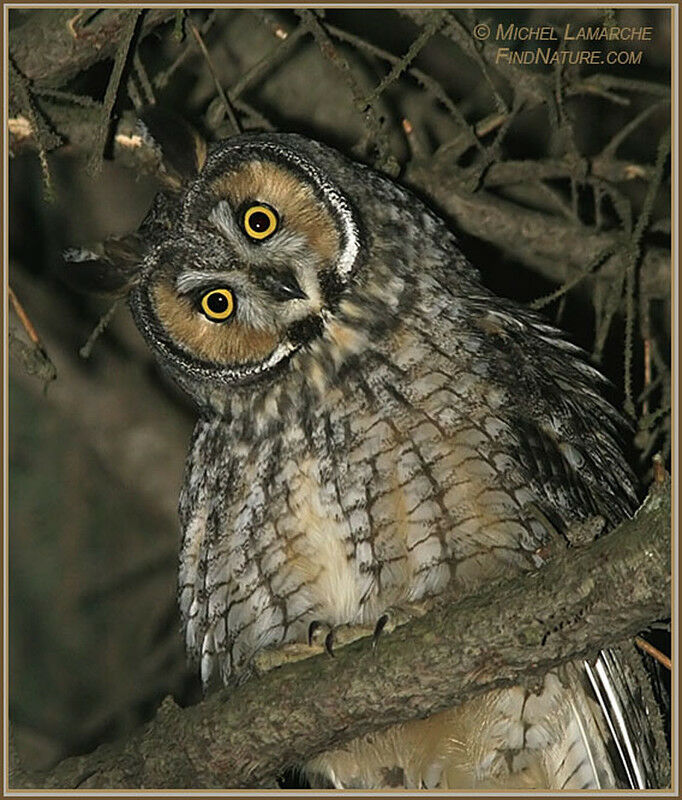 Long-eared Owl