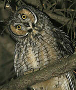 Long-eared Owl